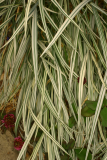Arrhenatherum elatius subsp. bulbosum 'Variegatum' RCP6-06 236.jpg